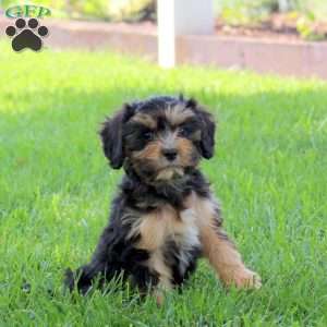 Otis, Cavapoo Puppy