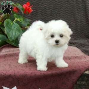 Otis, Maltese Puppy