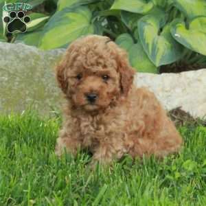 Otis, Miniature Poodle Puppy