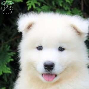 Otis, Samoyed Puppy