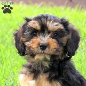 Otis, Cavapoo Puppy