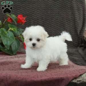 Otis, Maltese Puppy