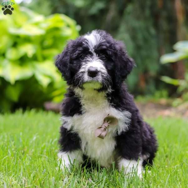 Otto, Bernedoodle Puppy