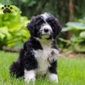 Otto, Bernedoodle Puppy