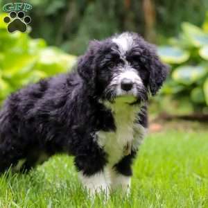 Otto, Bernedoodle Puppy