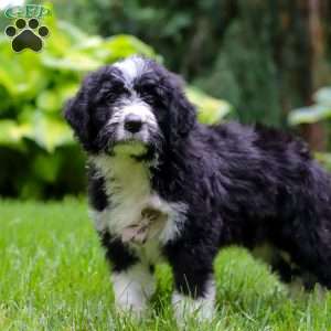 Otto, Bernedoodle Puppy