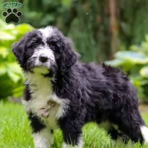 Otto, Bernedoodle Puppy