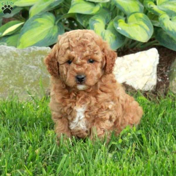 Otto, Miniature Poodle Puppy
