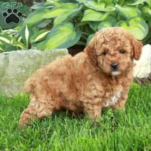 Otto, Miniature Poodle Puppy