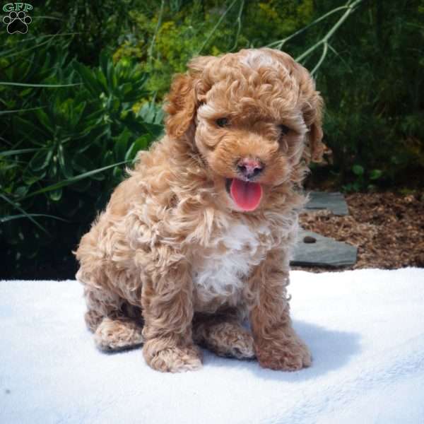 Otto, Miniature Poodle Puppy