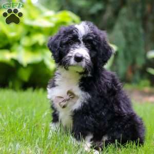 Otto, Bernedoodle Puppy