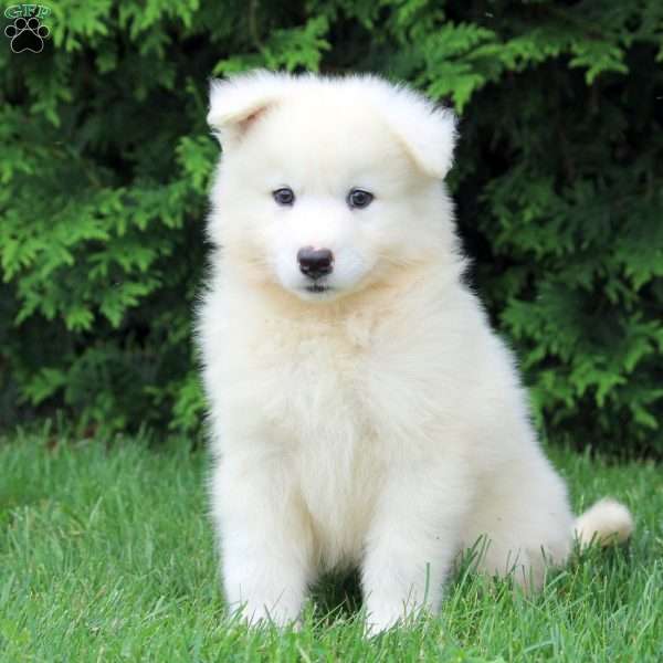 Owen, Samoyed Puppy