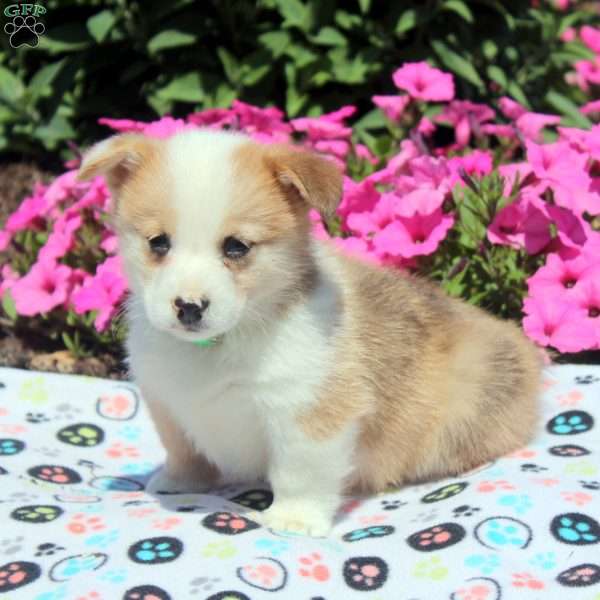 Owen, Pembroke Welsh Corgi Puppy