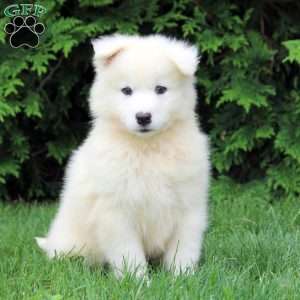 Owen, Samoyed Puppy