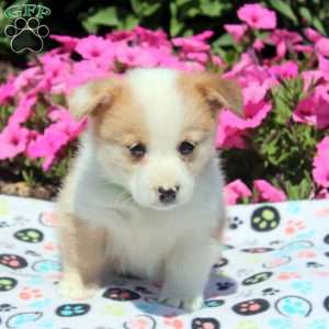 Owen, Pembroke Welsh Corgi Puppy
