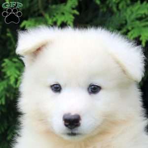 Owen, Samoyed Puppy