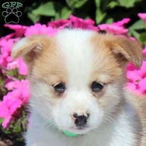Owen, Pembroke Welsh Corgi Puppy