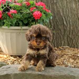 Ozzy, Cavapoo Puppy