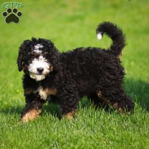 Ozzy, Mini Bernedoodle Puppy