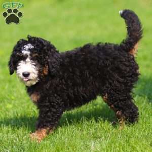 Ozzy, Mini Bernedoodle Puppy