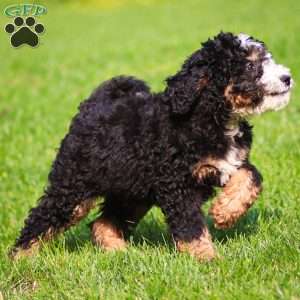 Ozzy, Mini Bernedoodle Puppy