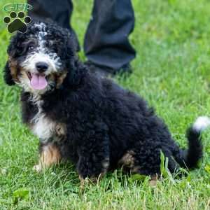 Ozzy, Mini Bernedoodle Puppy