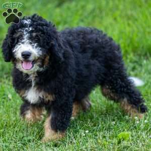Ozzy, Mini Bernedoodle Puppy