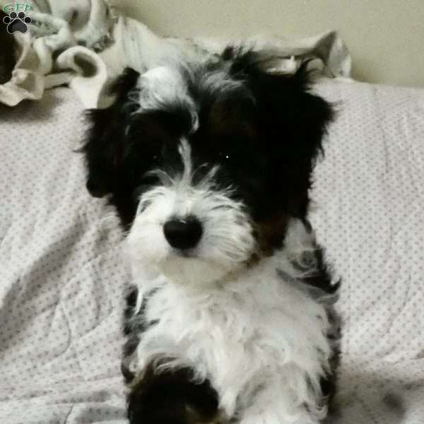 Dora, Corgipoo Puppy
