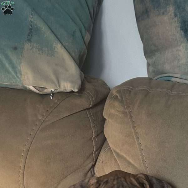 Princess, Boxer Puppy
