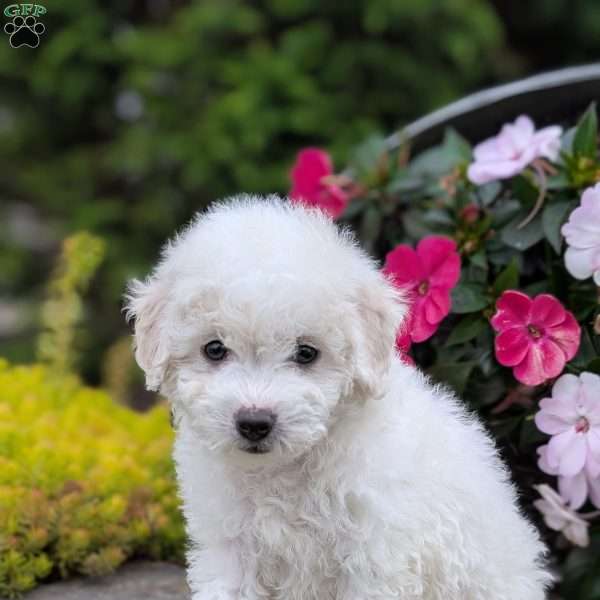 Lacy, Bichon Frise Puppy