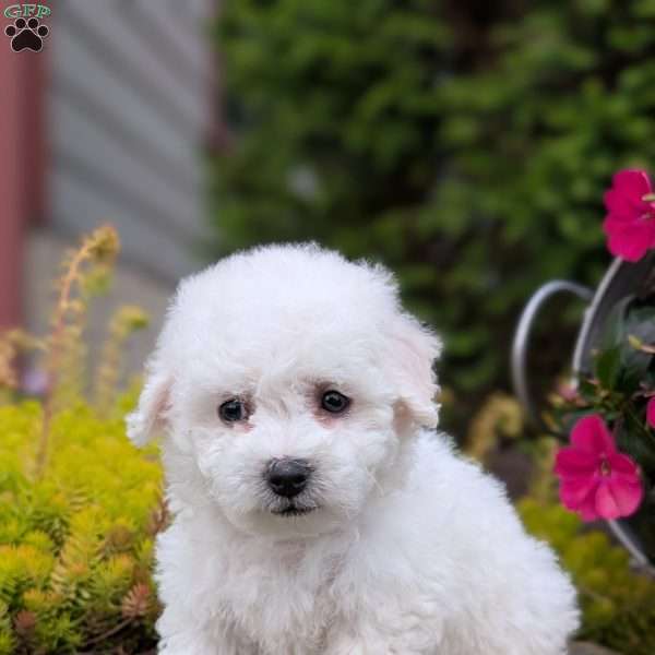 Lincoln, Bichon Frise Puppy