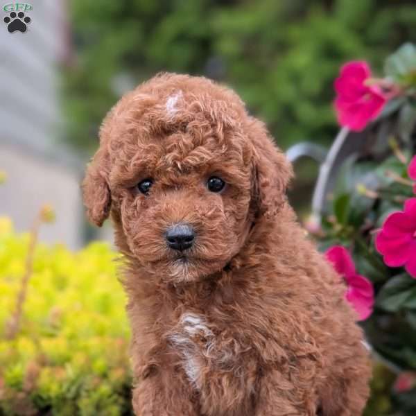 Bailey, Toy Poodle Puppy