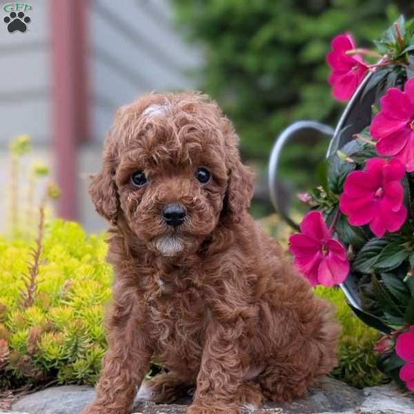 Baylor, Toy Poodle Puppy