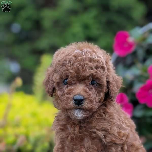 Bridget, Toy Poodle Puppy