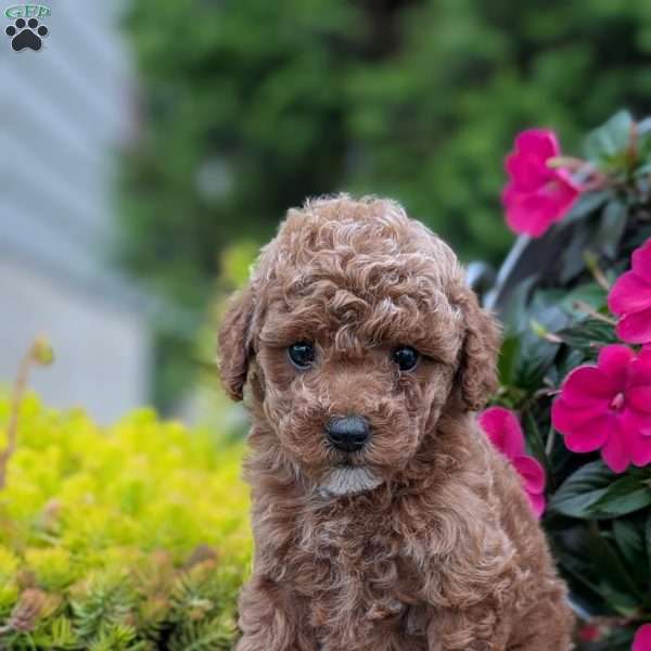 Biscuit, Toy Poodle Puppy