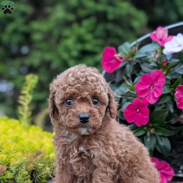 Bella, Toy Poodle Puppy