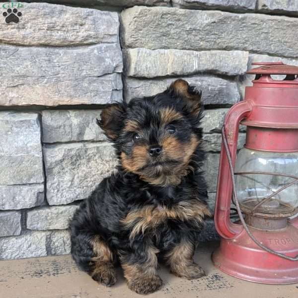 Dixie, Yorkie Puppy