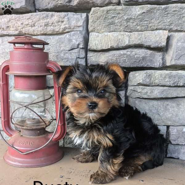 Dusty, Yorkie Puppy