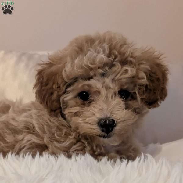 Carrie, Maltipoo Puppy