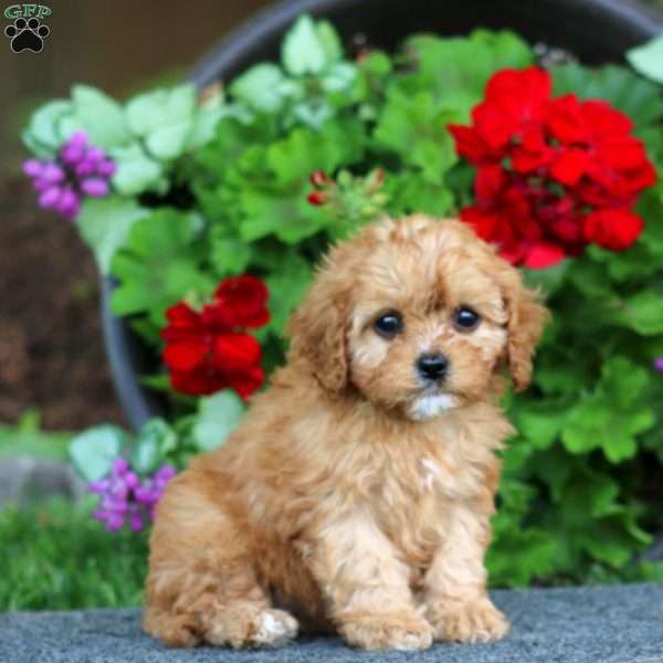 Paige, Cavapoo Puppy