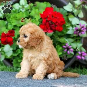 Paige, Cavapoo Puppy