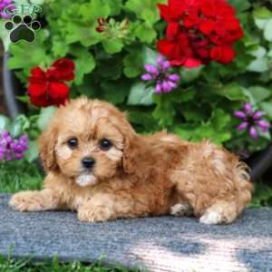 Paige, Cavapoo Puppy