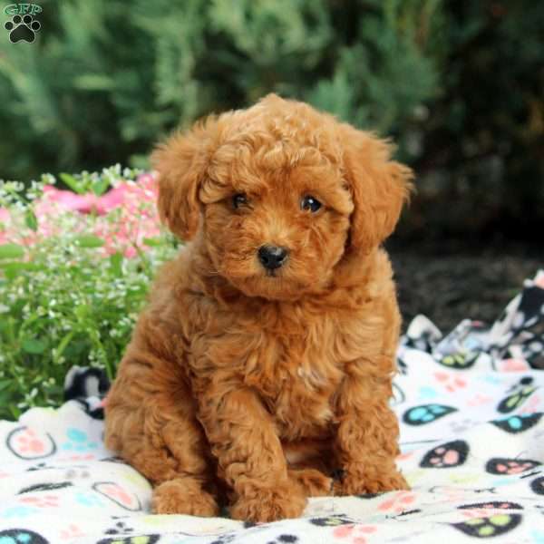 Pansy, Toy Poodle Puppy