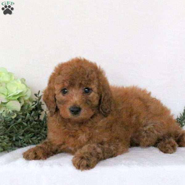 Pansy, Mini Goldendoodle Puppy