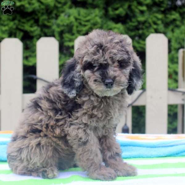 Pansy, Cockapoo Puppy