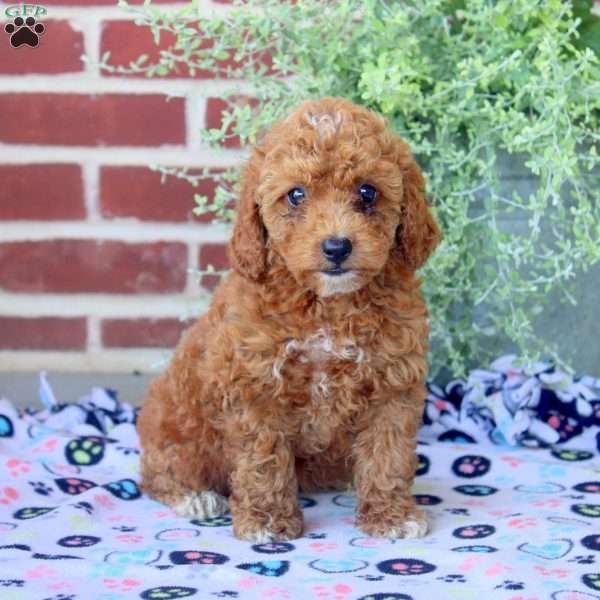 Pansy, Mini Goldendoodle Puppy