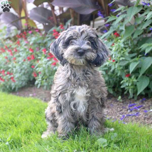 Pansy, Cockapoo Puppy