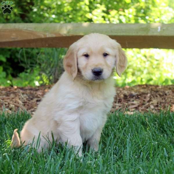 Pansy, Golden Retriever Puppy