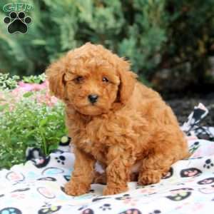 Pansy, Toy Poodle Puppy