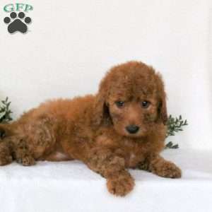Pansy, Mini Goldendoodle Puppy
